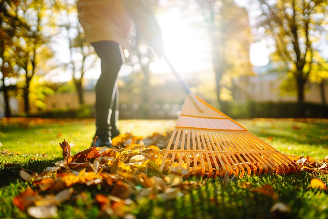 Rastrillando hojas de otoño en una yarda