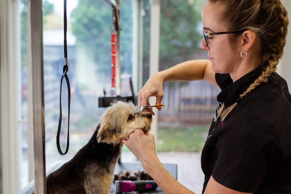 Peluquera recortando el pelo de un perro en el salón