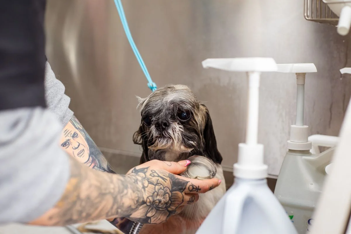 Perro recibiendo un baño en la peluquería