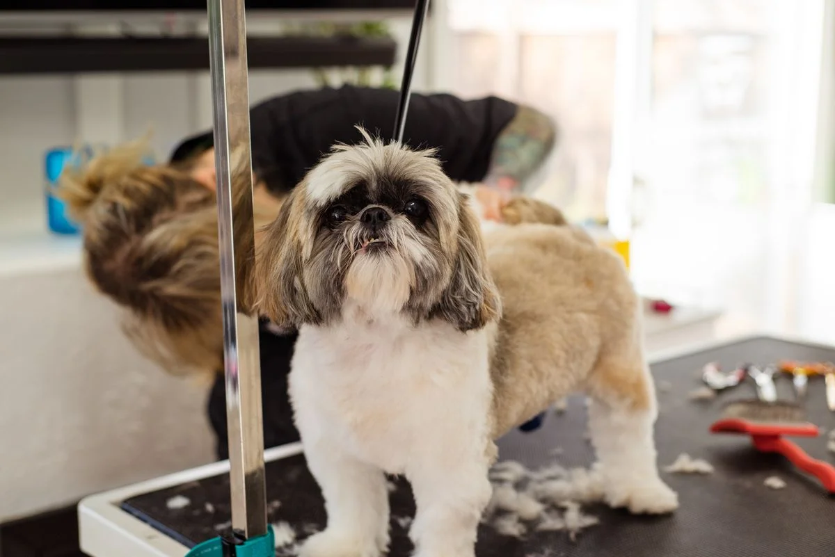 Perrito recibiendo un corte de pelo profesional
