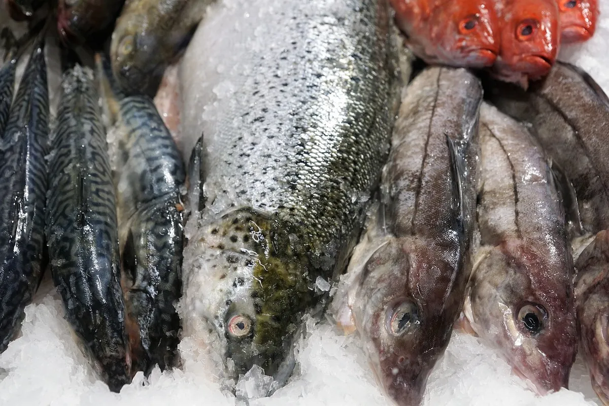 Exhibición de pescados frescos variados sobre hielo en un mostrador
