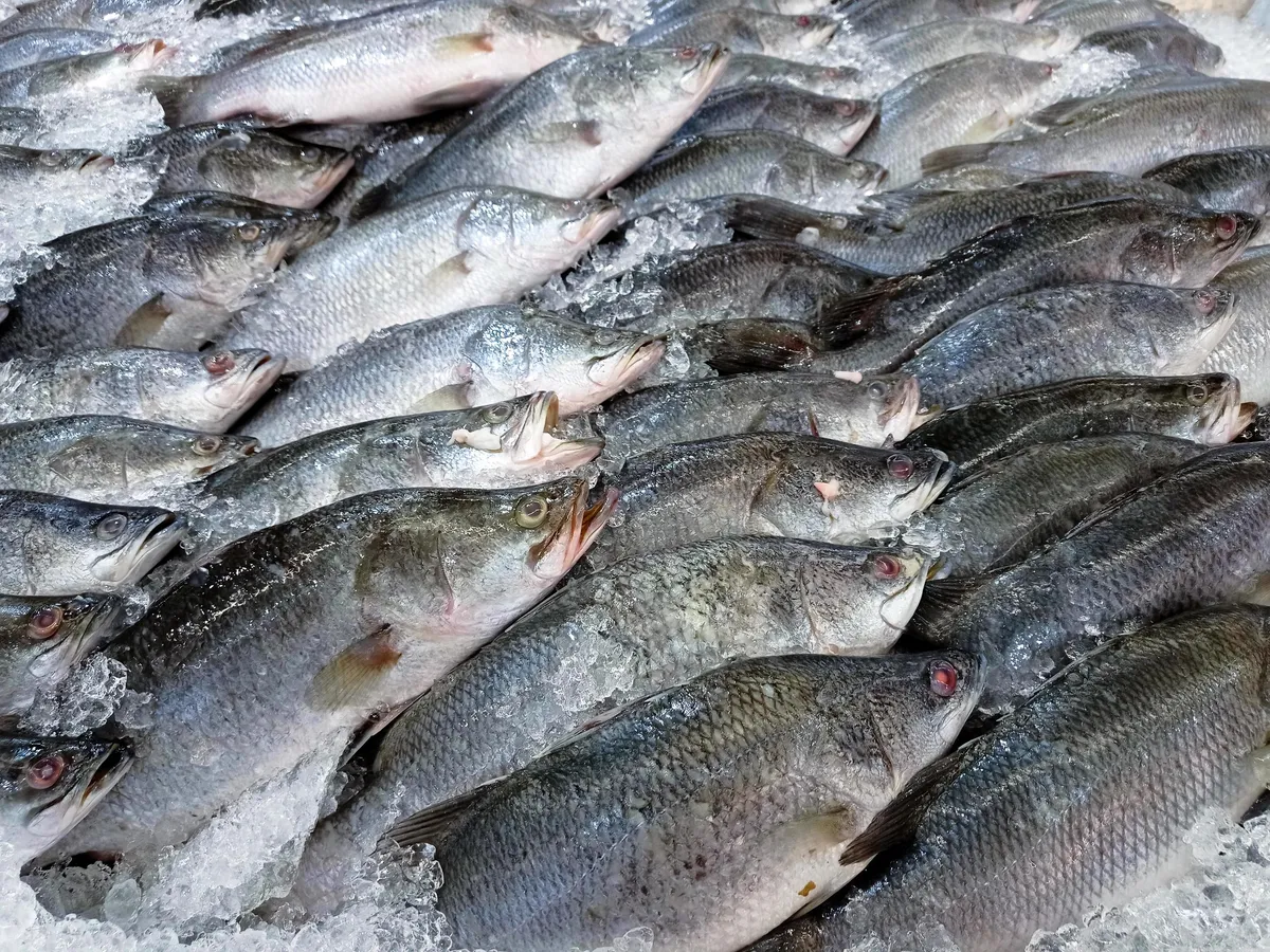 Pescado entero fresco en filas sobre hielo picado en un mostrador