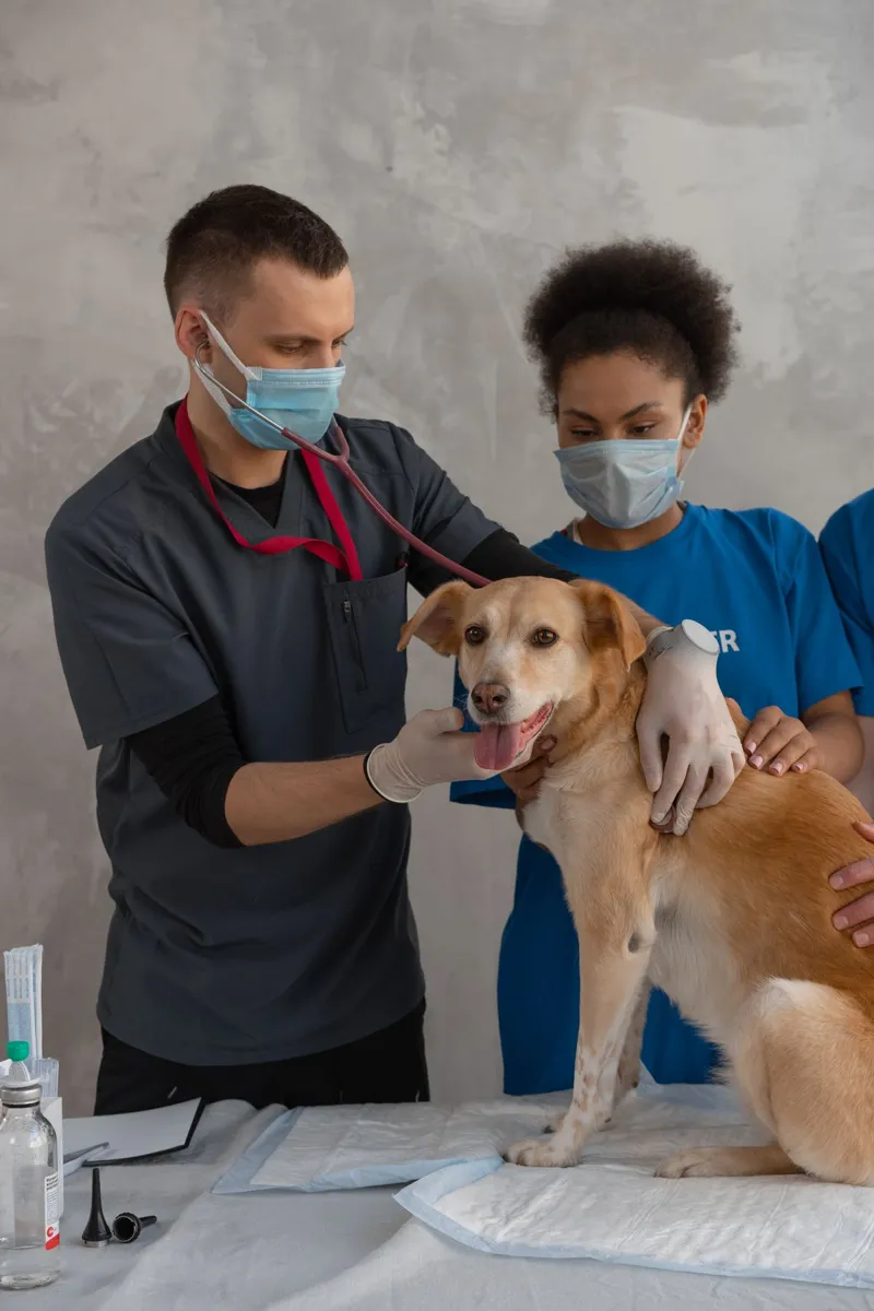 Veterinario revisando a un perro con estetoscopio