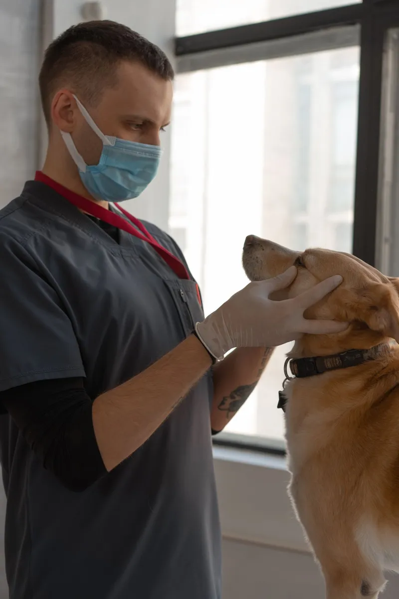 Veterinario revisando la cara de un perro junto a la ventana
