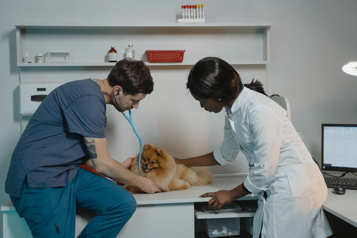 Veterinarios atendiendo a un perrito en la clinica