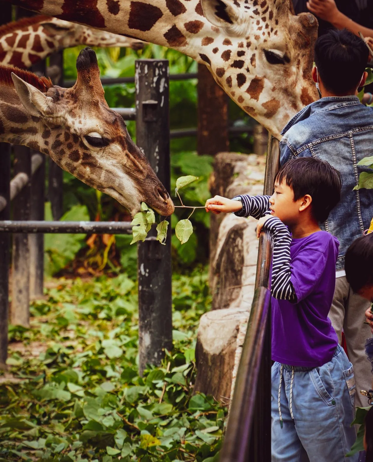 Niño viendo una jirafa en el zoológico con su familia