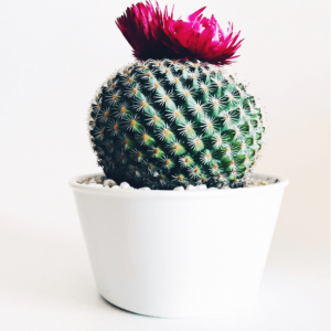 Cactus Product