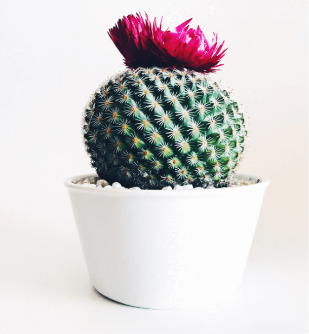Cactus Product