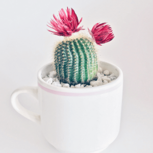 Cactus LX