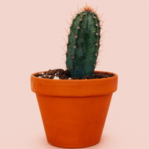 Cactus C